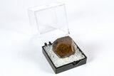 Goethite Pseudomorph after Pyrite Crystals - Utah #371939-1